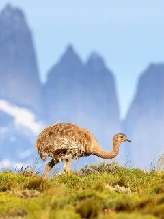 Darwin's rhea, Chile.