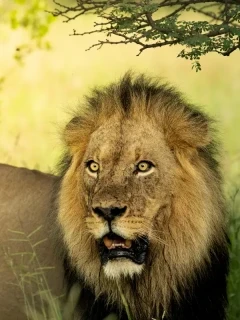 A Kalahari lion with signature dark mane, in Dinaka Conservancy, Kalahari.