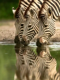 Three zebra enjoying a drink in Botswana.