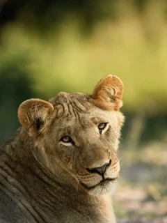 Young male lion in Dinaka Coservancy.