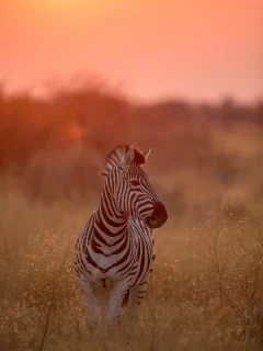 Zebra in Dinaka, Botswana.