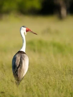 Wattled crane in the Okavango Delta, Botswana.