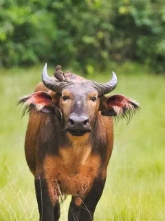 Forest buffalo in Gabon