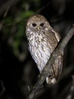 Vermiculated fish owl in Gabon