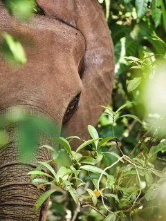 African forest elephant in Gabon