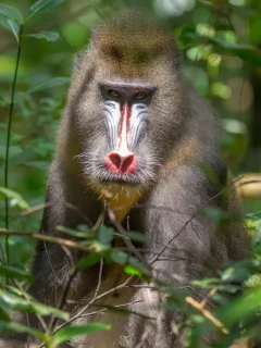 Mandrill in Gabon