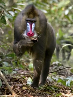 A mandrill in Gabon