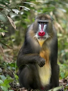 Mandrill in Gabon