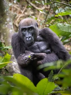Western lowland gorilla with infant, in Gabon