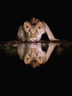 Young lion by the water in Kenya.
