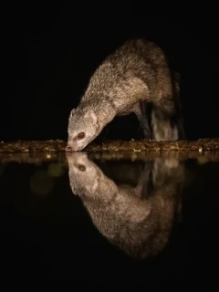 Banded mongoose at night.