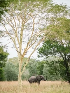 An elephant in Gorongosa National Park, Mozambique.