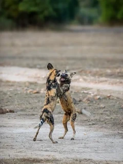 Wild dogs play fighting in Gorongosa National Park, Mozambique.
