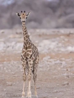 Baby giraffe in Namibia.