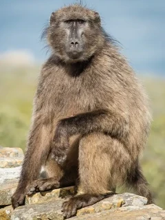 A baboon in South Africa