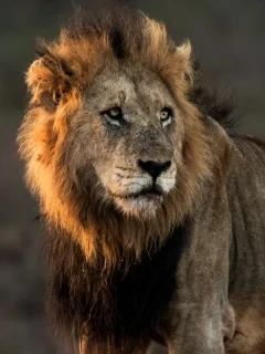 Lion in Kruger National Park, South Africa.