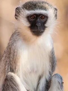 Vervet monkey in Kruger, South Africa.