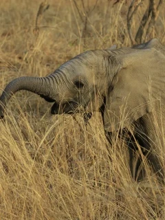 Elephant in South Luangwa National Park, Zambia.
