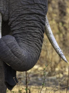Elephant in South Luangwa National Park, Zambia.