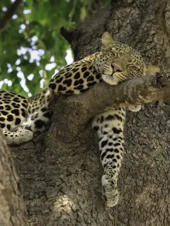 Leopard in South Luangwa National Park, Zambia.