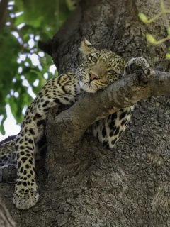 Leopard in South Luangwa National Park, Zambia.
