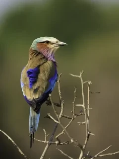 Lilac-breasted roller in South Luangwa National Park, Zambia.