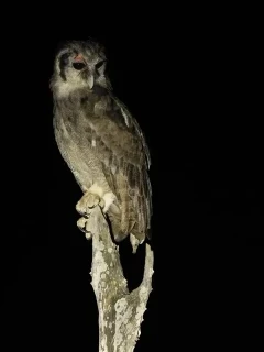 Verreaux's eagle owl in South Luangwa National Park, Zambia.