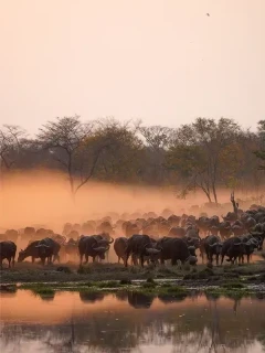 A herd of buffalo by some water, in Zimbabwe.