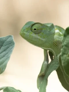A chameleon in Zimbabwe.