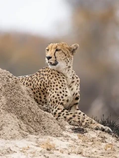 Cheetah on a termite mound in Zimbabwe.