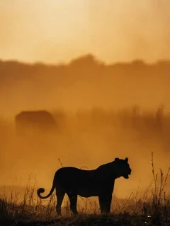 A lion at sunset, in Zimbabwe.