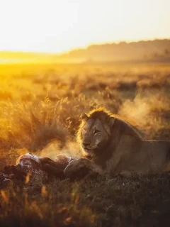 A lion eating in Zimbabwe.