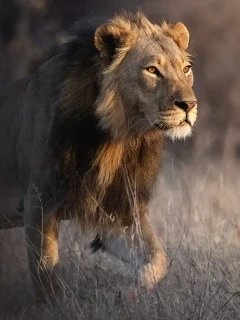 A male lion in Zimbabwe.