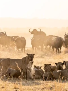Lions and buffalo in Zimbabwe.