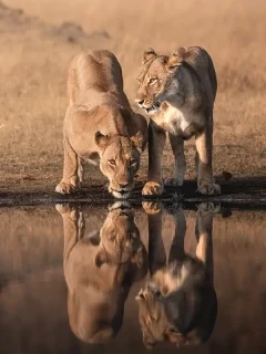 Lions drinking in Zimbabwe.