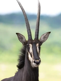 A sable in Zimbabwe.