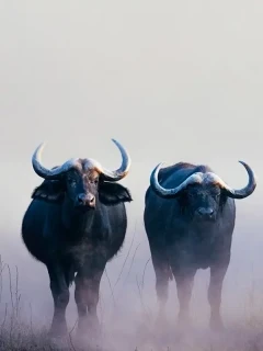 Two buffalo's in the Sable Valley, Zimbabwe.