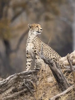 A cheetah in the Sable Valley, Zimbabwe.