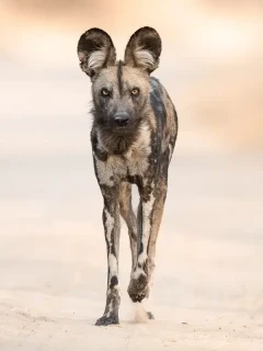 Portrait of a wild dog in Zimbabwe.