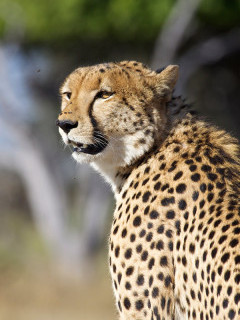 Cheetah in Savuti.