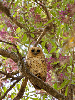Pels fishing owl in Khwai.