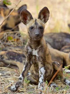 Wild dog pup in Khwai Private Concession.