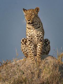Leopardess in Moremi Game Reserve, Okavango Delta, Botswana.