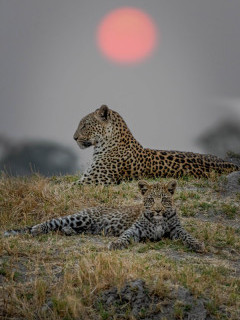 Female leopard and cub in Moremi Game Reserve.