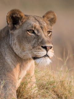 Lioness in Moremi Game Reserve, Okavango Delta, Botswana