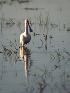 African spoonbill in Okavango Delta, Botswana.