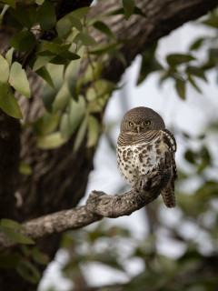 Barred owlet in Botswana.