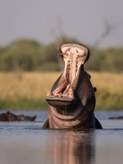 Hippo in Botswana.