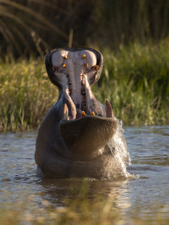 Hippo in the Okavango Delta, Botswana.