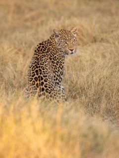 Leopard in the Okavango Delta, Botswana.